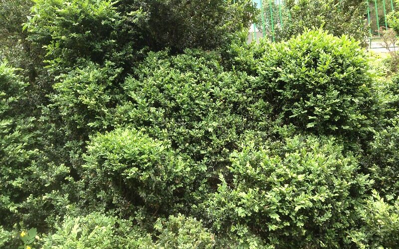 Boxwood- Buxus sempervirens