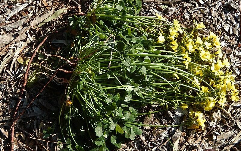 uprooting overgrown plants in wild garden