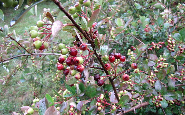 aronia