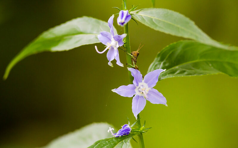 american bellflower