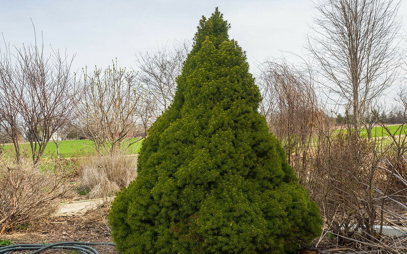 Dwarf Alberta Spruce-Picea glauca