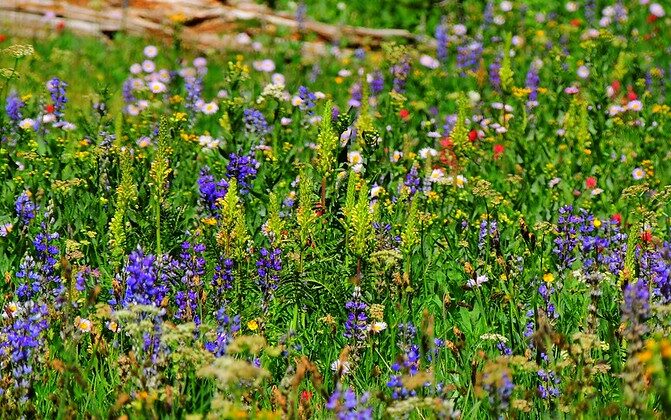 wildflowers growing in grass