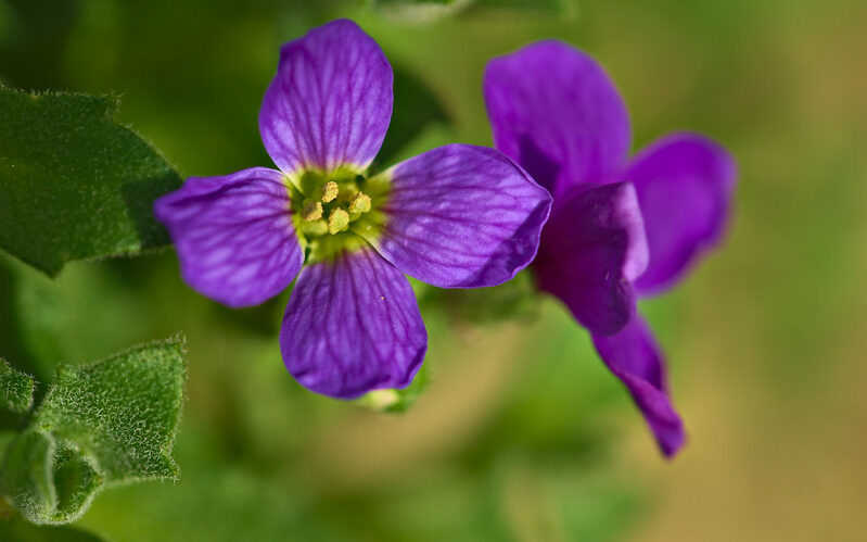 purple rock cress