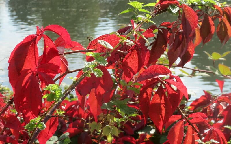 Virginia creeper-Parthenocissus Quinquefolia