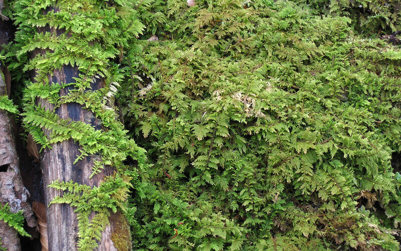 fern moss