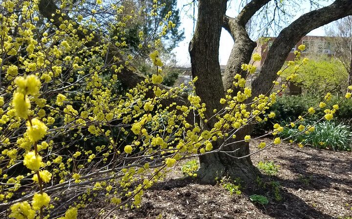 Spicebush