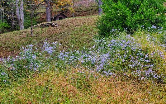 overgrown wild garden