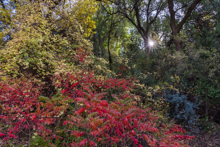 how to tame a wild garden