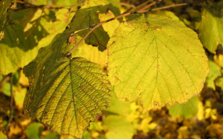 wildlife friendly shrubs to plant