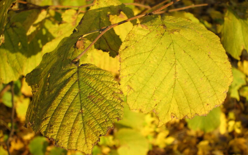 Hazelnut- Corylus avellana