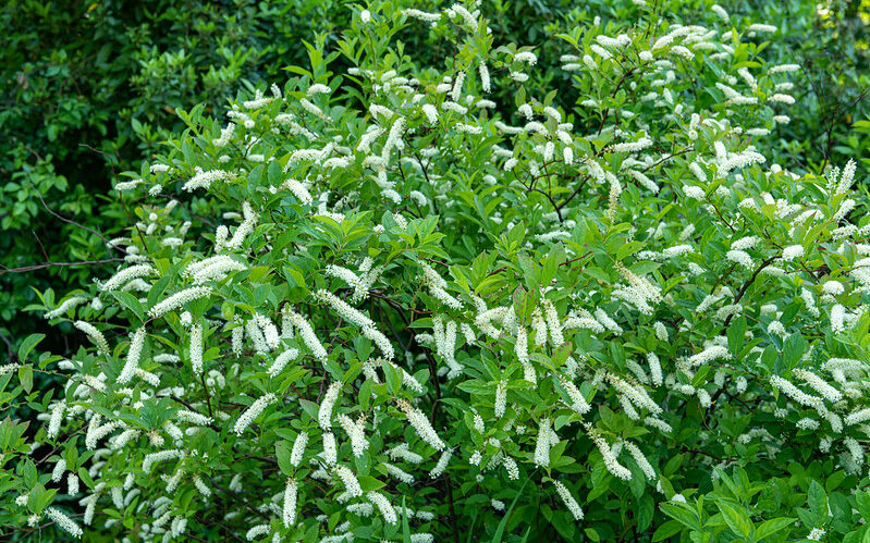 Virginia sweetspire- Itea virginica