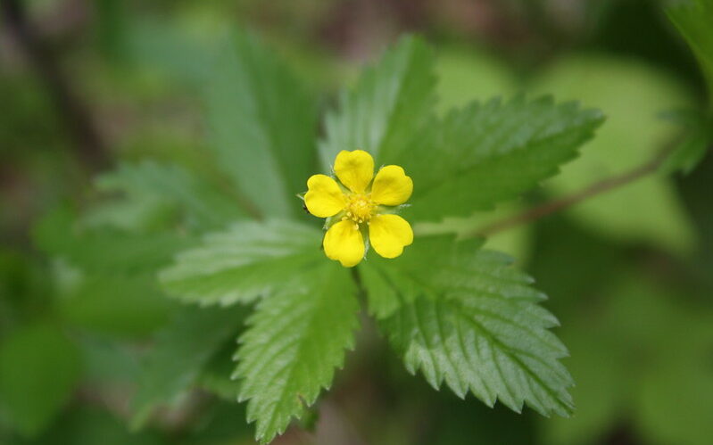 Dwarf cinquefoil- Potentilla Canadensis