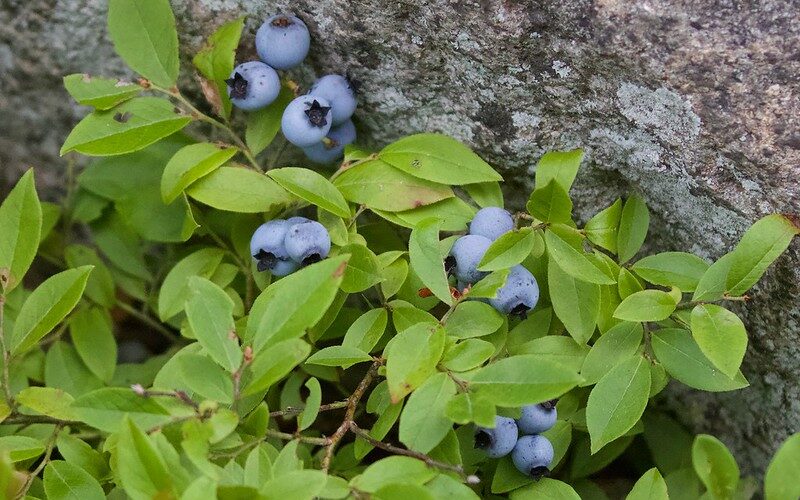 Lowbush blueberry- Vaccinum angustifolium