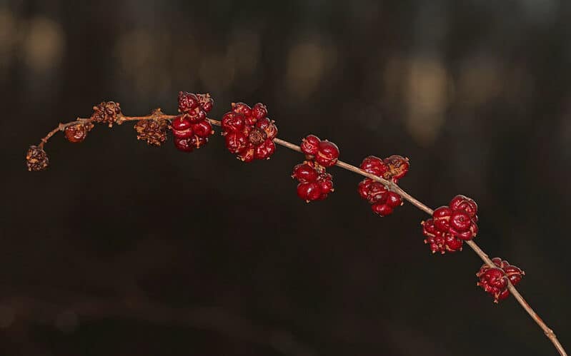 Coralberry-Symphoricarpos orbiculatus
