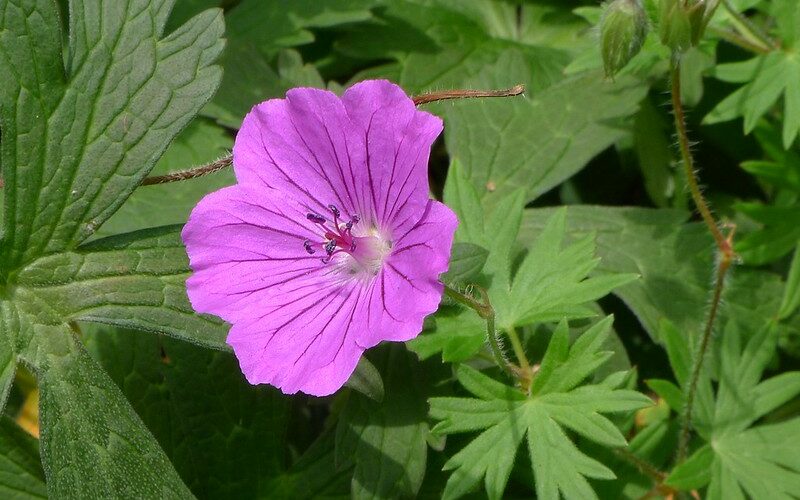 wild geranium