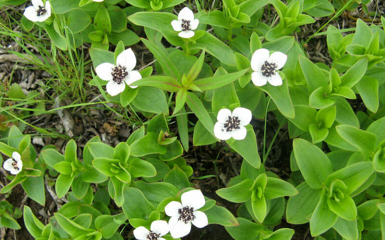 fastest growing ground cover plant
