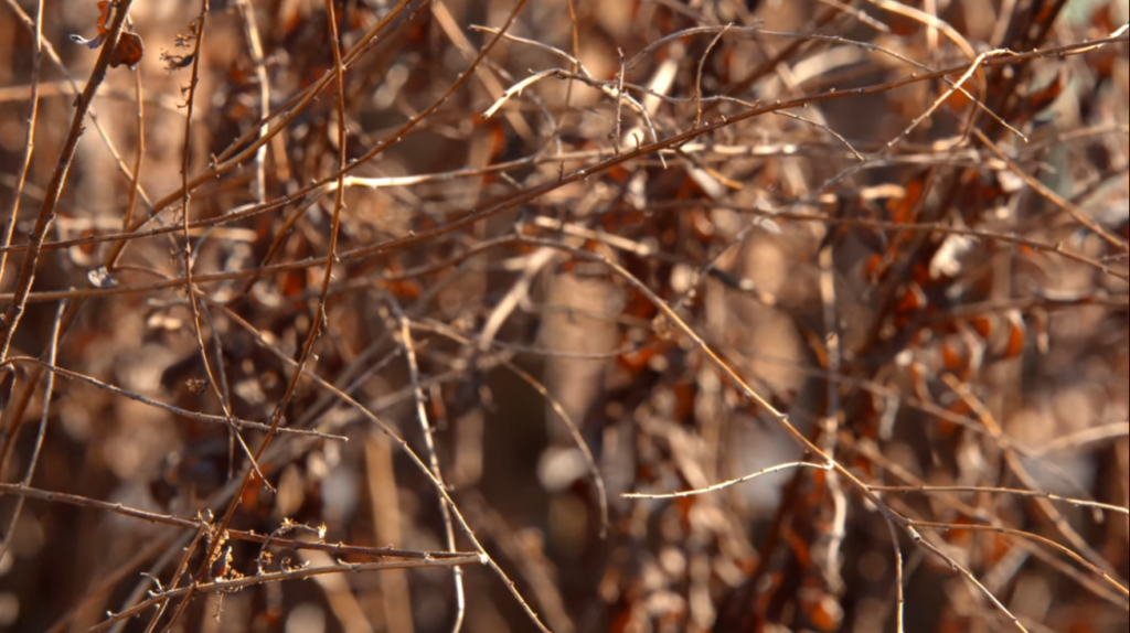 removing dead plants in garden-How to Clean Up a Perennial Garden