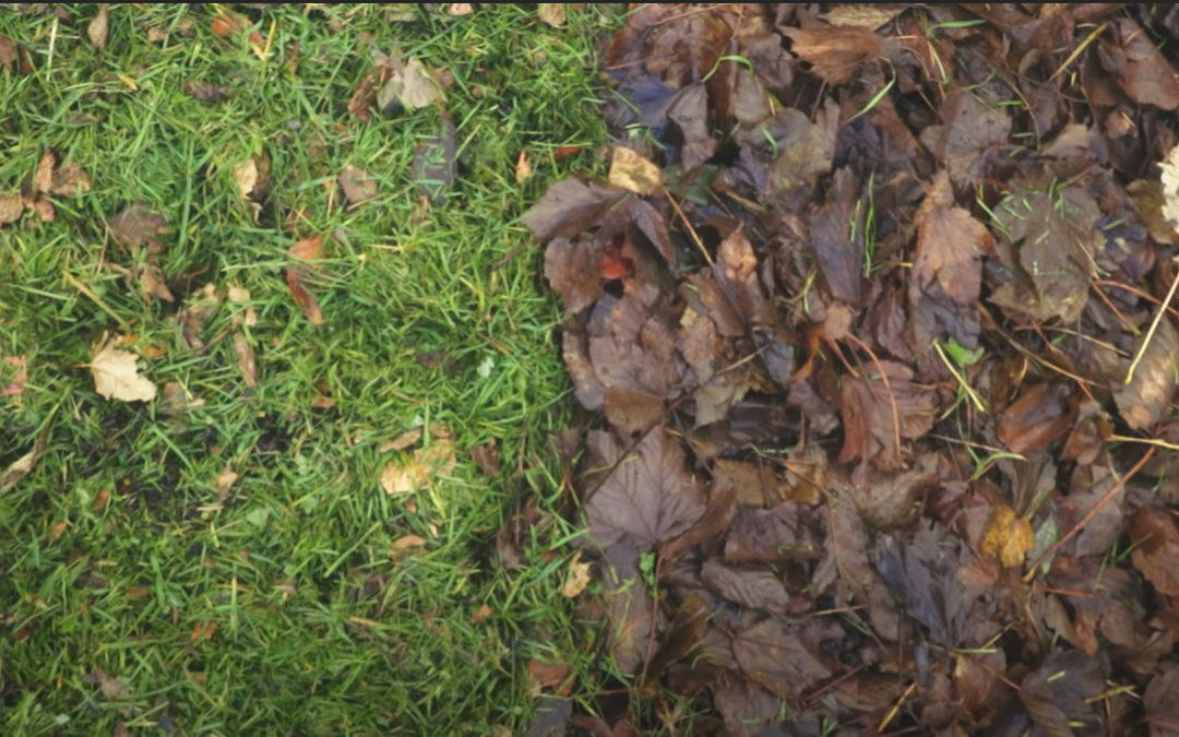 composting-How to Clean Up a Perennial Garden