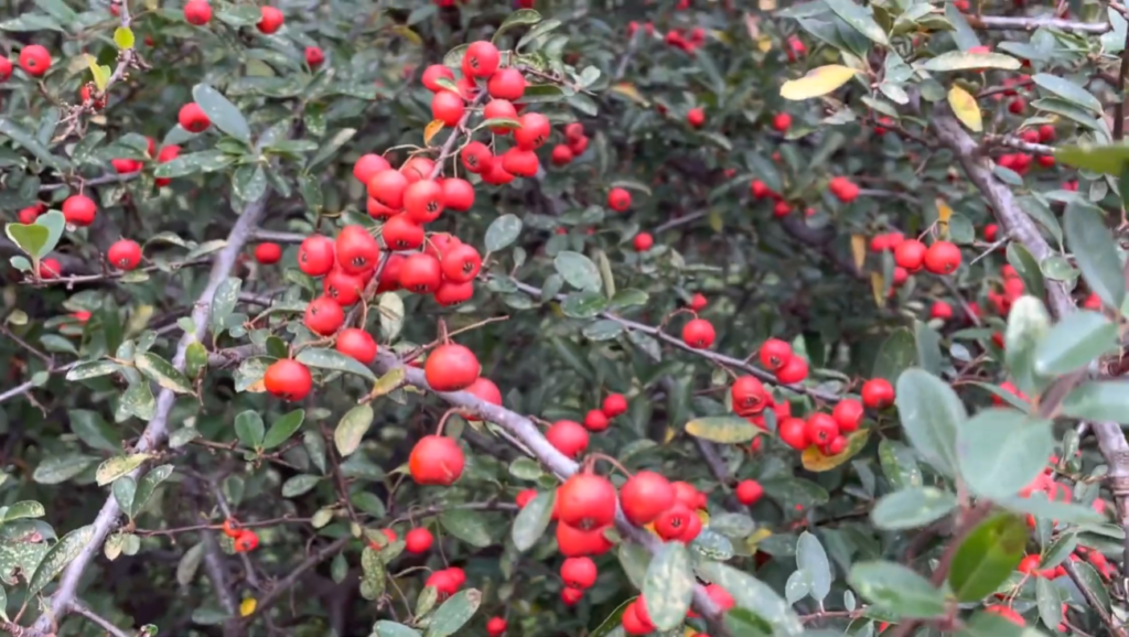 Scarlet firethorn- Pyracantha coccinea
