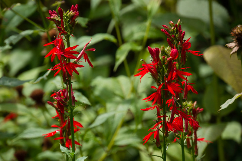 Cardinal Flower/ Lobelia cardinalis