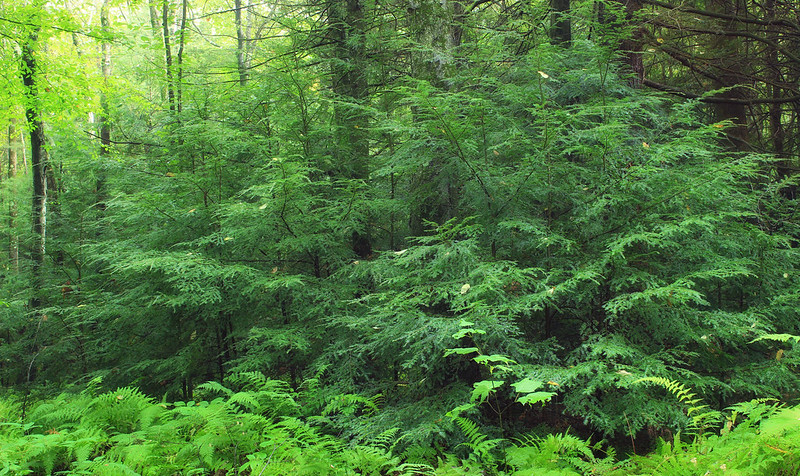 Canadaian Hemlock