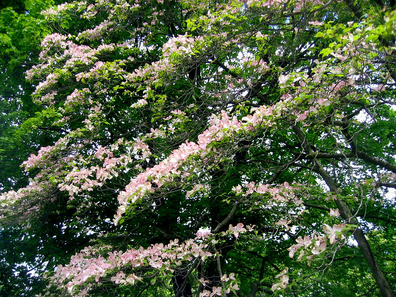 Flowering Dogwood/ Cornus florida