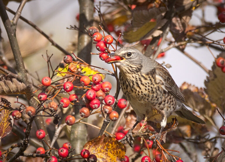 trees for birds