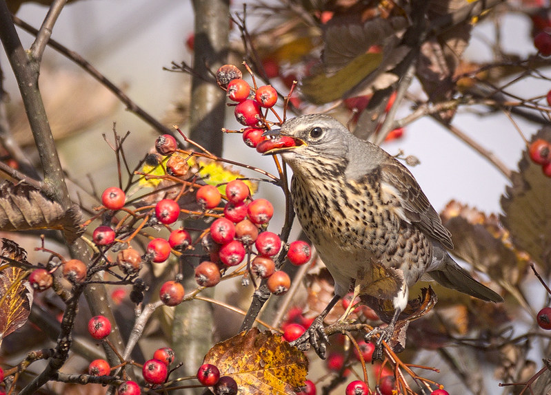 trees for birds