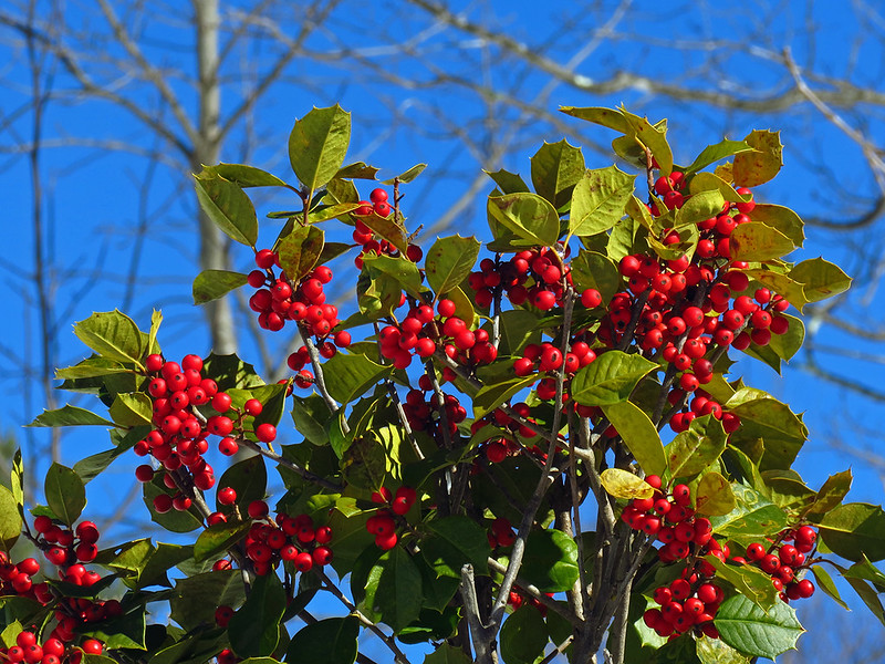 American Holly/ Ilex opaca