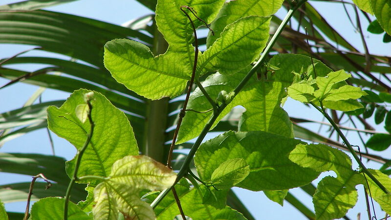 passion fruit vine- food forest