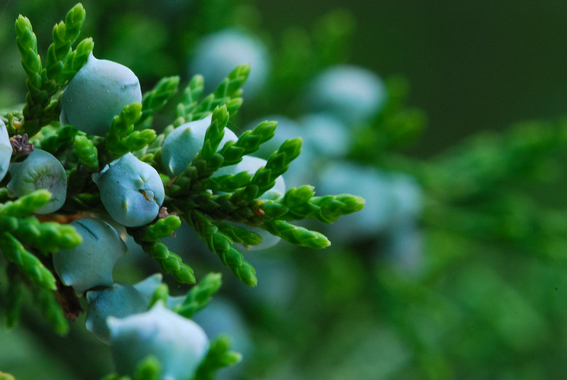 Eastern red cedar/ Juniperus virginiana