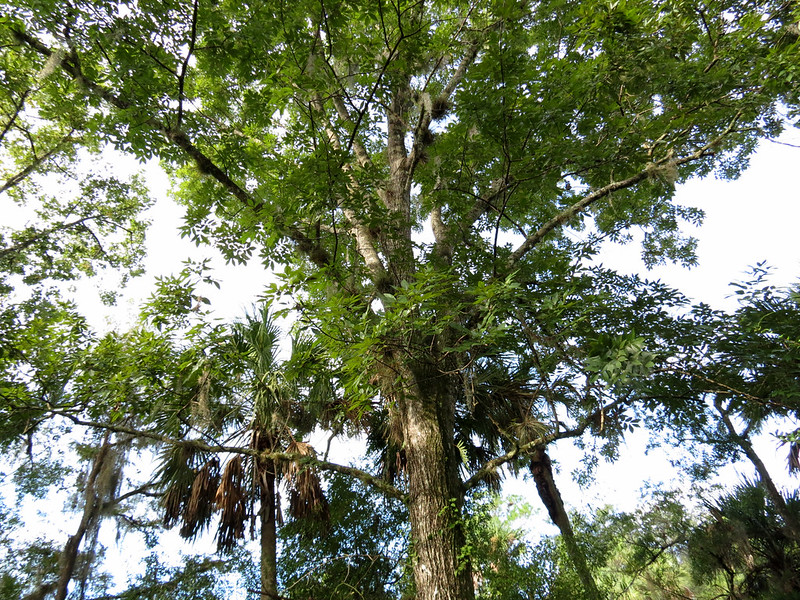 Pignut Hickory/ Carya glabra