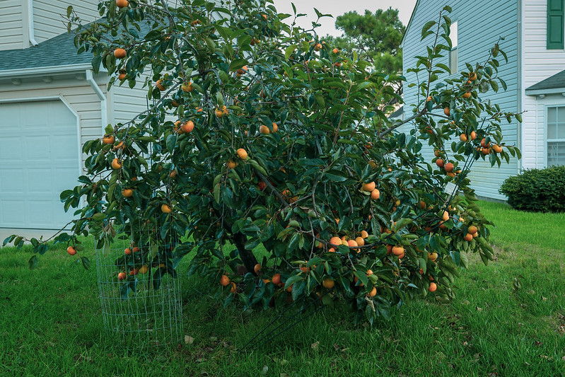 Persimmon/ Diospyros virginiana
