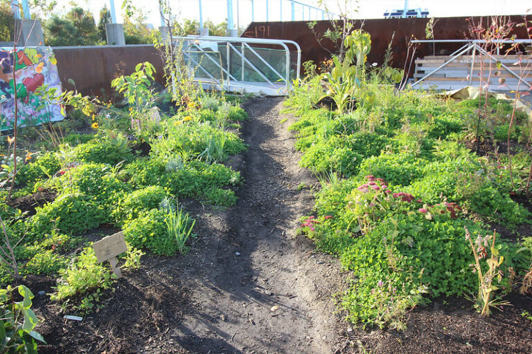 profitable food forest