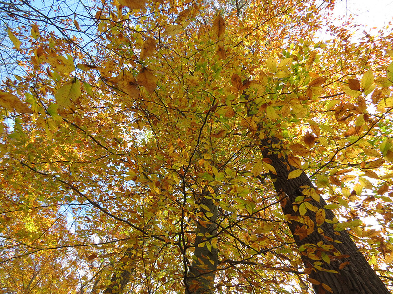 American beech/ Fagus grandifolia
