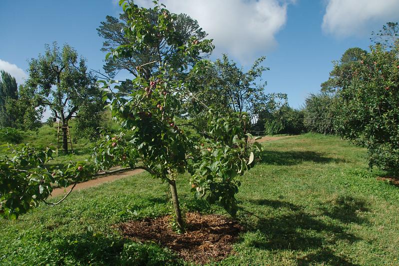 tree spacing in food forest