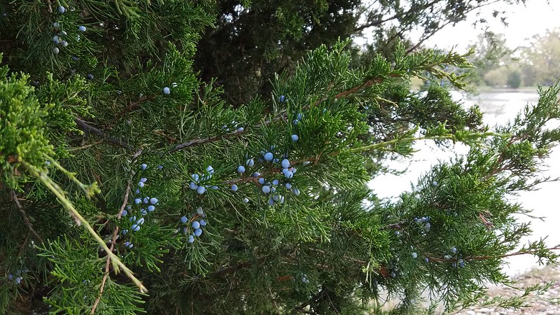 Juniper tree with berries