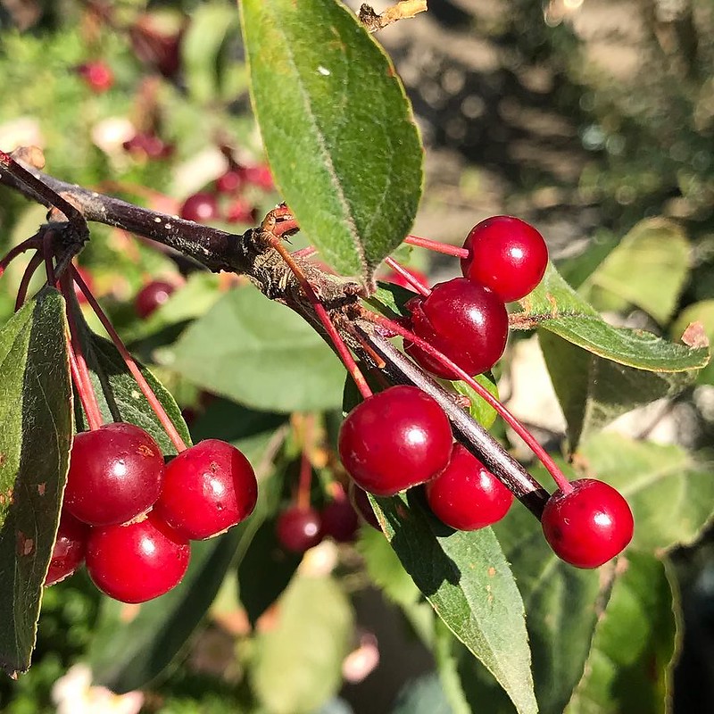 Sargent Crabapple/ Malus sargentii