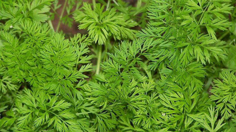 carrot plants
