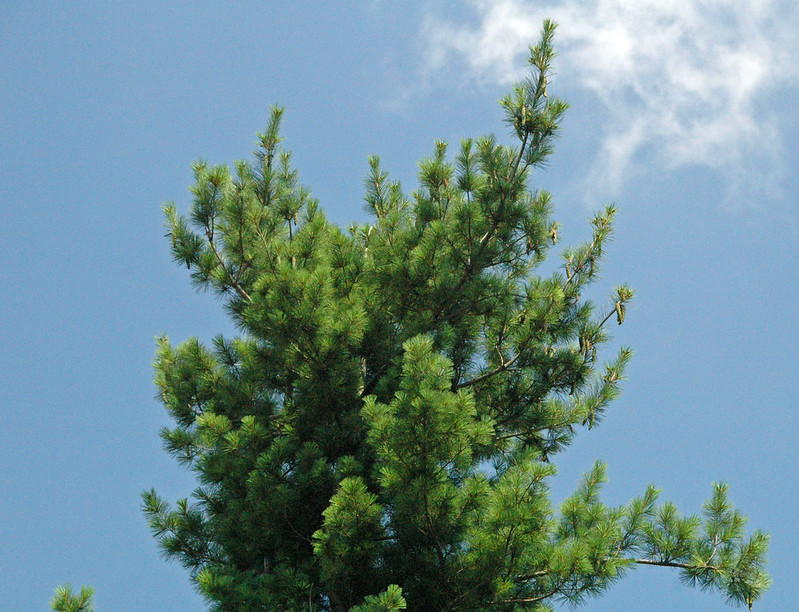 Eastern white pine/ Pinus strobus