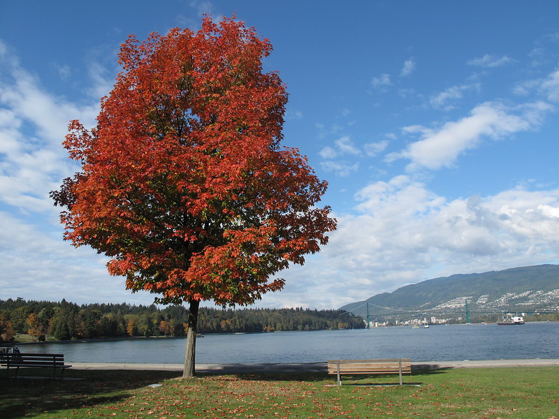 Red Maples/ Acer rubrum