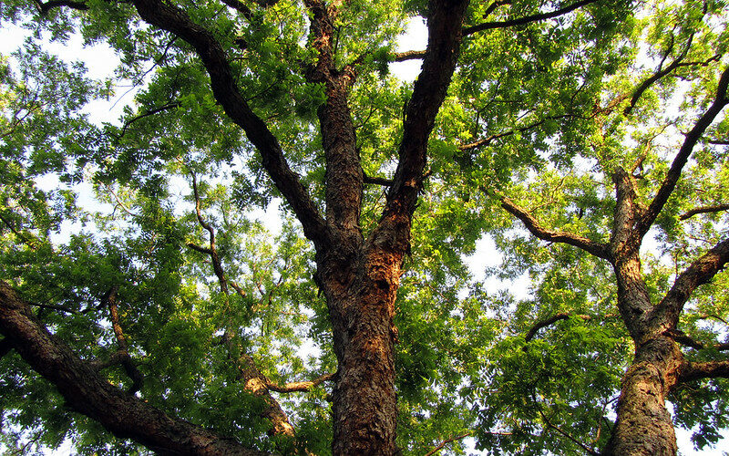 pecan tree-overstory food forest