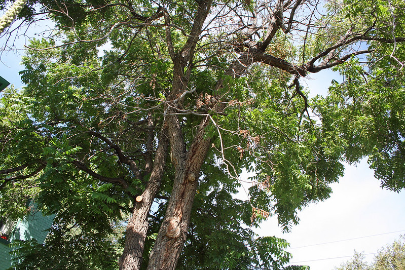 Black walnut/Juglans nigra
