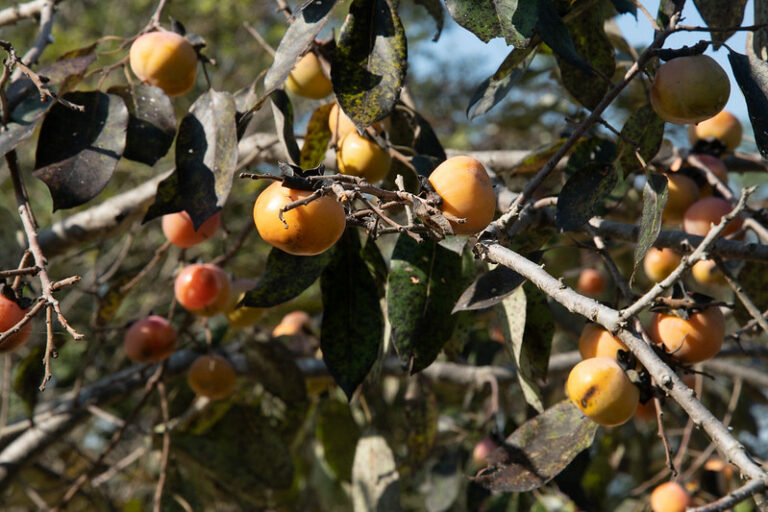 best trees for deer- wild persimmon