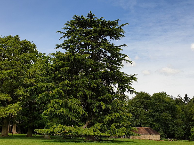 Deodar Cedar/ Cedrus deodara