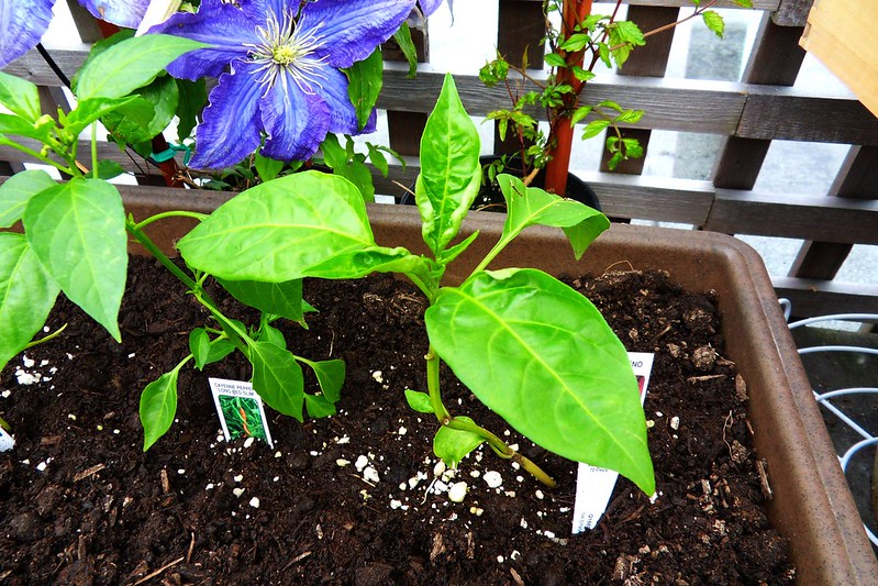 seedlings for forest garden