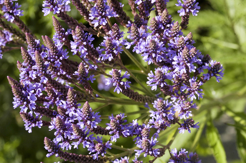Blue Vervain/ Verbena hastate