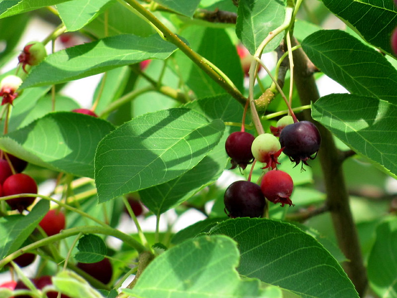 Serviceberries/ Amelanchier species