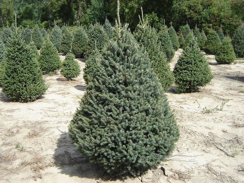 White Spruce