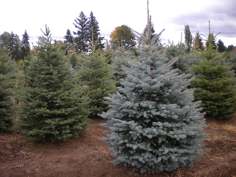 Colorado Blue Spruce/ Picea pungens